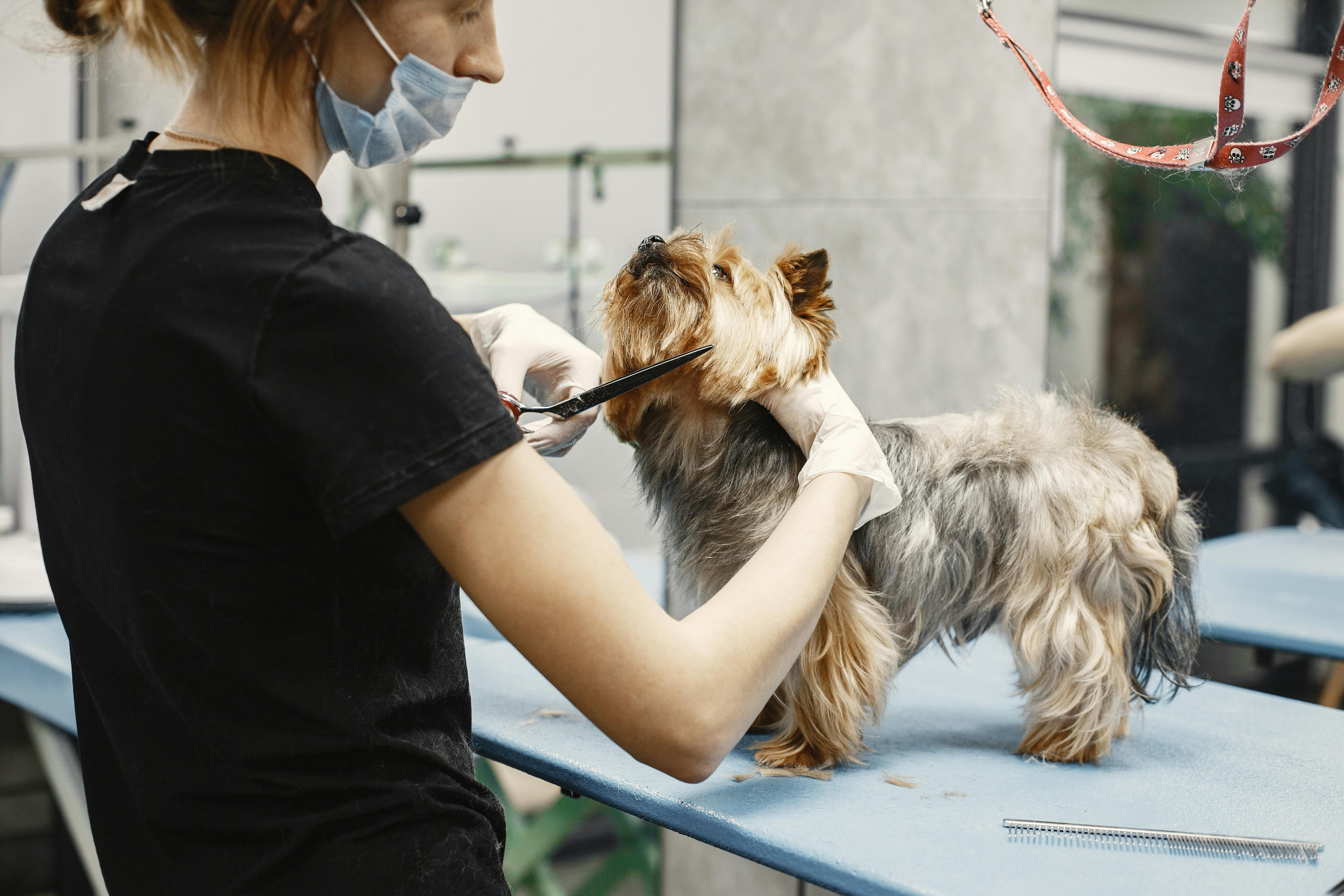 Happy dog getting a checkup at the vet clinic