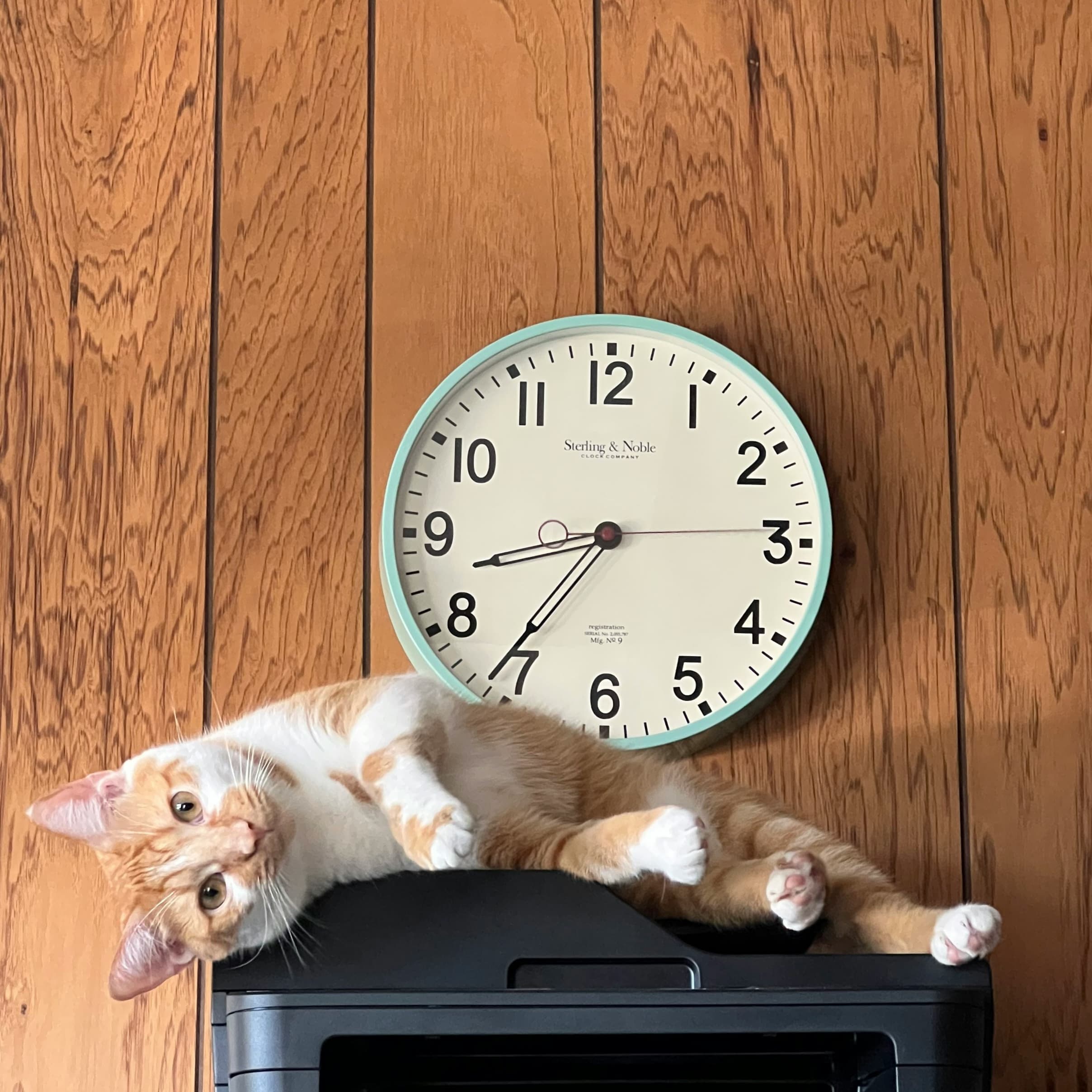 cat with clock